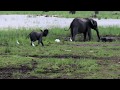 Baby Elephant Chasing/Playing With Birds