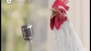 Le coq qui chante Resimi
