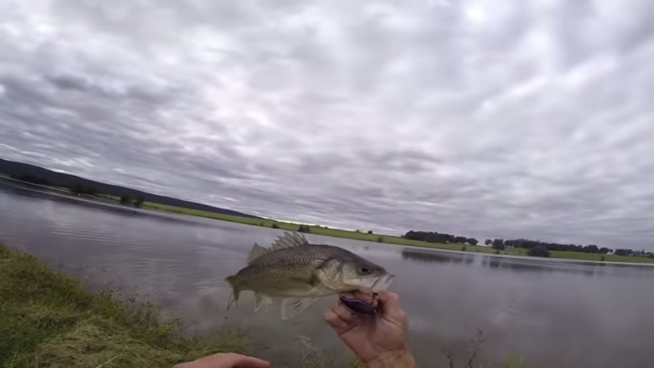 Sydney Bass Fishing Tips, Burning A Jackal TN 50 Over The Top Of The