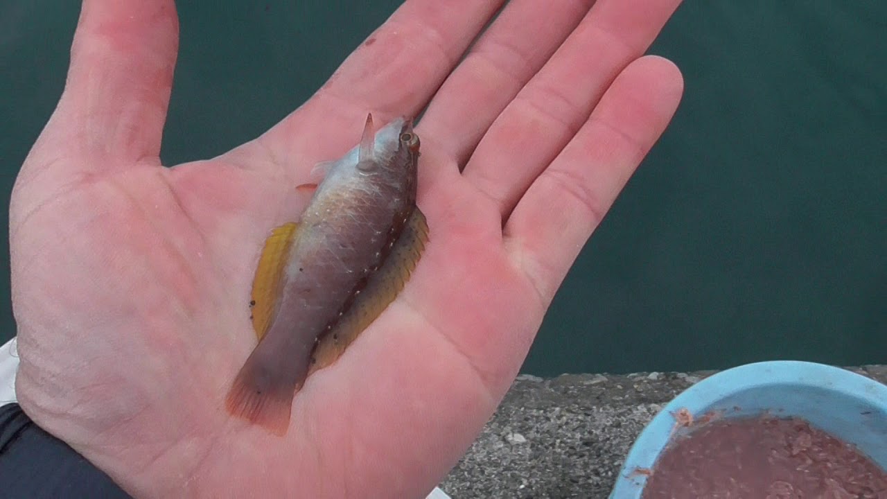 小さな魚はリリースしましょう 波止際にはかわいい魚がいっぱい泳いでいます 釣太郎ブログ