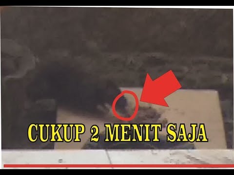 Video: Racun Tikus (Cholecalciferol) Toksisitas Pada Kuda