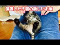 保護した子猫の新居！ペットサークルを買いました！