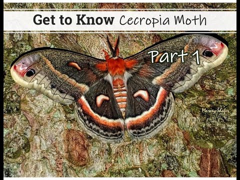 Video: Is de cecropia-mot zeldzaam?