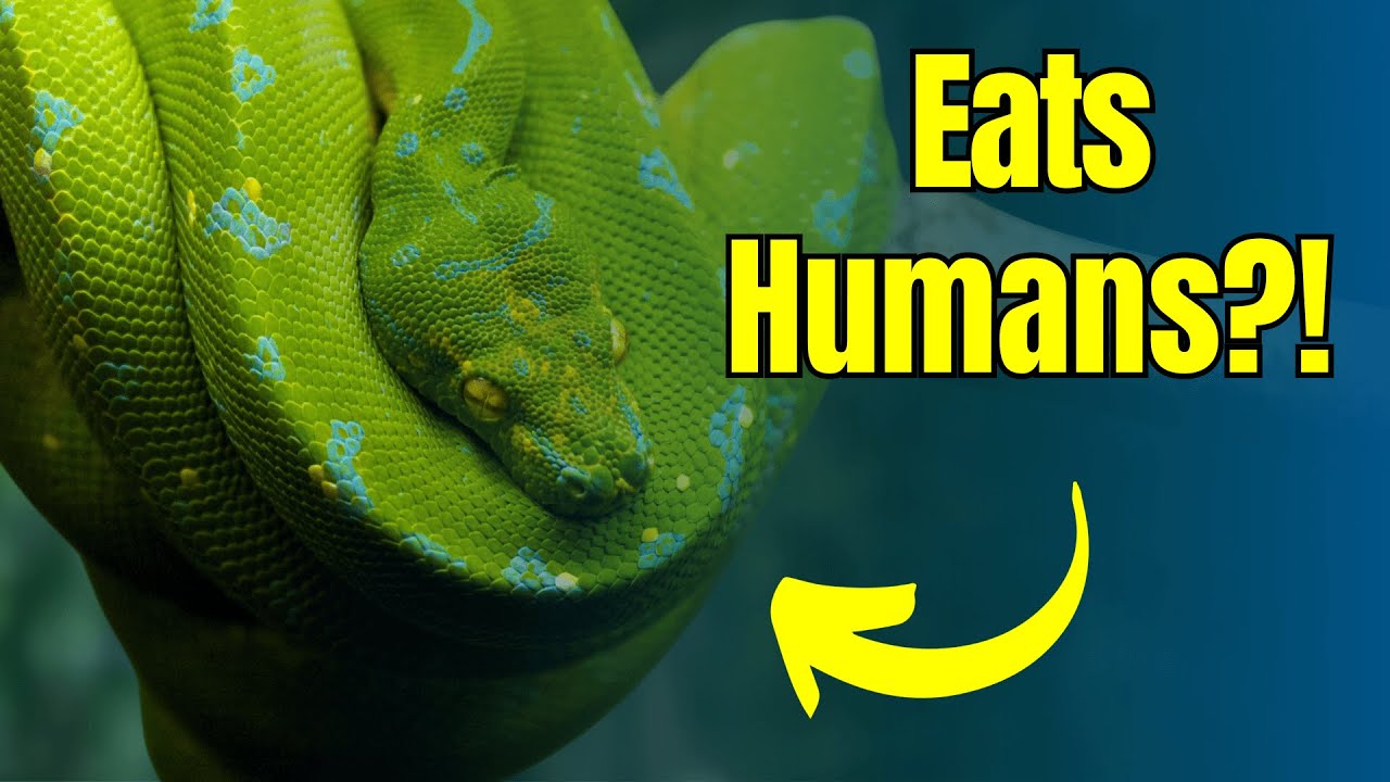 Unveiling the Secrets of Pythons: 20 Mind-Blowing Facts - YouTube