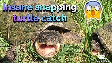 Insane snapping turtle encounter!!!!