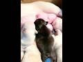 French Bulldog Mom & Pups: The First Week of Nursing #nursing #nursinggrads #pennnursing #emorynurse