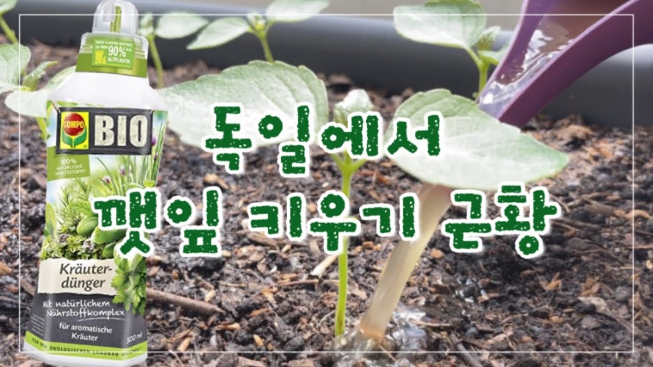 한달간 깻잎 성장기 🌱 | Kräuterdünger 비료주기 - Youtube