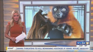 Ringtail Ranch in urgent need of support as it receives new animals amid crisis