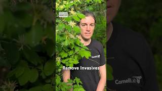 KNOW YOUR INVASIVES with Dr. Mhairi McFarlane Understanding Invasive Plants 184
