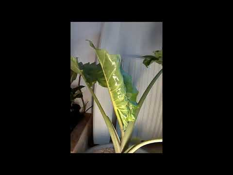 Alocasia Time Laps Leaf  7 Days.