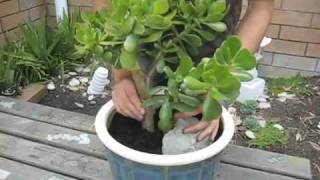 THE JADE PLANT and repotting