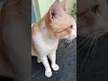 #funny #cat #cat #studywithmeandmycat #pets #study #facts