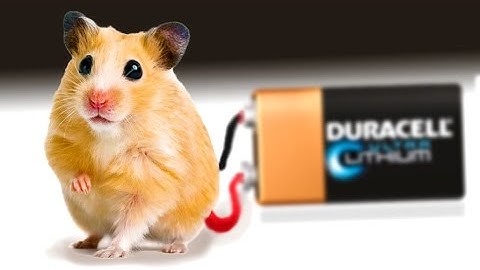 Experiment. Hamster generates Electricity!