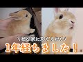 うさぎのもこくん おうちに来てくれて1年記念日！！~おうち来てくれた日振り返り~