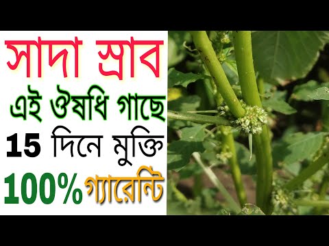 সাদা স্রাব ভালো করার প্রাকৃতিক চিকিৎসা। - সাদা স্রাব ভালো করার প্রাকৃতিক চিকিৎসা।