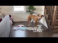 Dog Communicates With Human By Talking Buttons Part 3 #talkingbutton