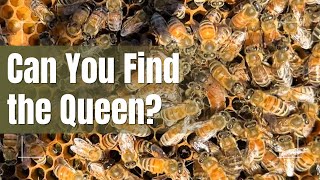 How To Find The Queen | Beekeeping 101
