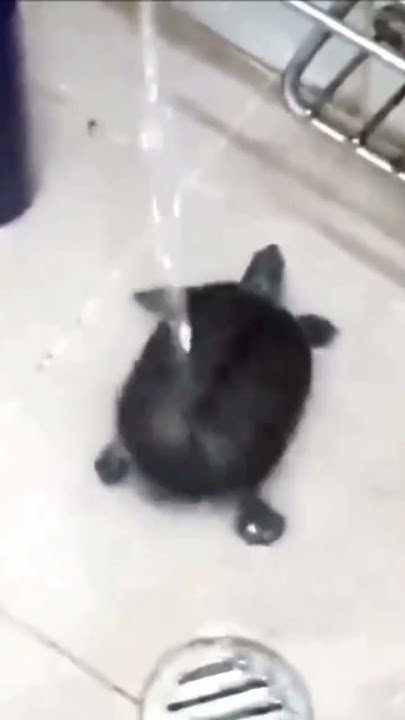 танцующая черепашка) если что видео не моё - YouTube