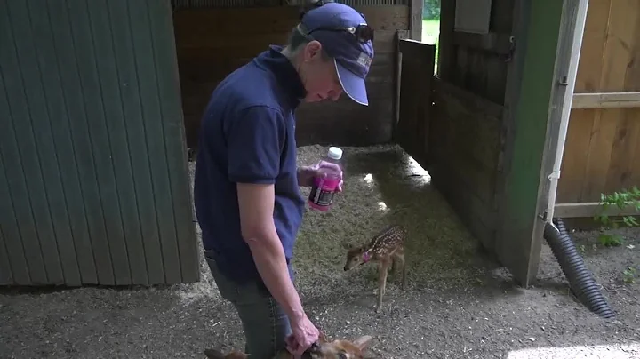 East Lansing's Cheryl Marsh has rehabilitated over...