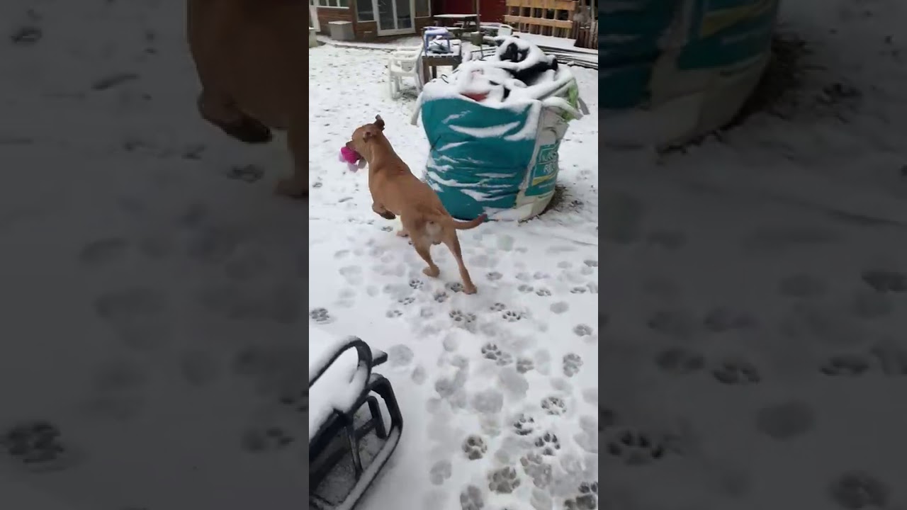Cobies Son Tyson Playing Snow In Uk Jan 21 Norfolk Youtube Cobies Son Tyson Playing Snow In Uk Jan 21 Norfolk Youtube