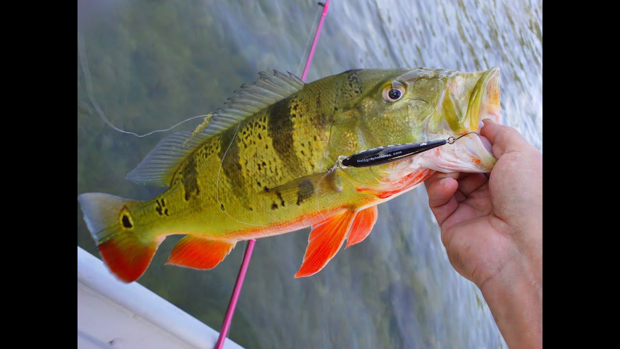 bassrush Circle Hook Holographiclures.com