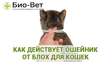 Как Действует Ошейник От Блох Для Кошек & Выбор Ошейника От Блох Для Кошки. Ветклиника Био-Вет