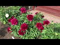2021 Bloom Season Red Charm Glasscock 1944 2021 Bloom Season Red Charm Glasscock 1944