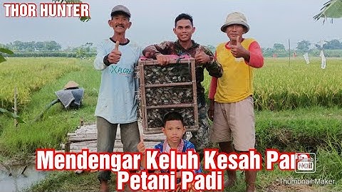 #jaring #hamapadi # Mendengarkan keluh Kesa Para Petani Padi