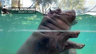 Ca matche chez les hippos ! - Ep 13