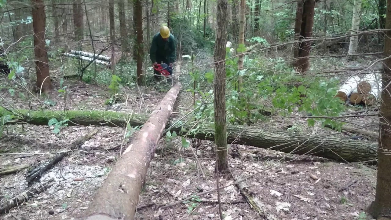Praca w lesie - YouTube