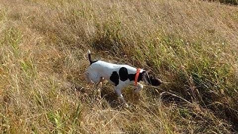 Training Our GSP to Hold Point! | Epic Upland Bird Hunt and cooking wild bird for dinner
