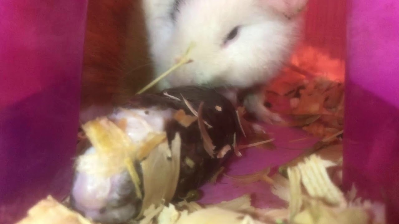 Guinea Pig Giving Birth Caught On Video YouTube