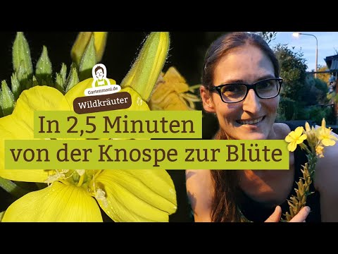 Faszinierend! In 2,5 Minuten von der Knospe zur Blüte - Die Nachtkerze