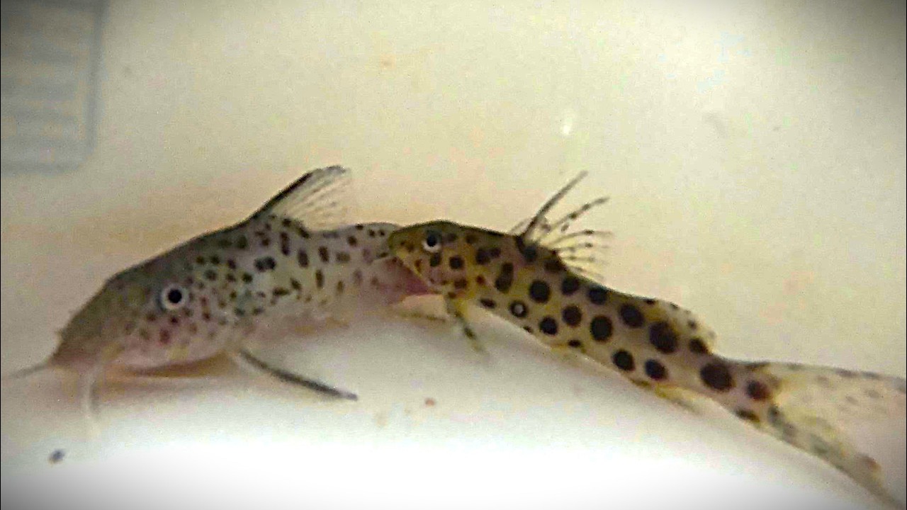 Waited 17 years for this! Two Synodontis longirostris. Big thanks to Jorge of Nationwide Aquatics.