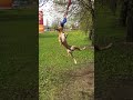 pitbull training тренировка питбуля