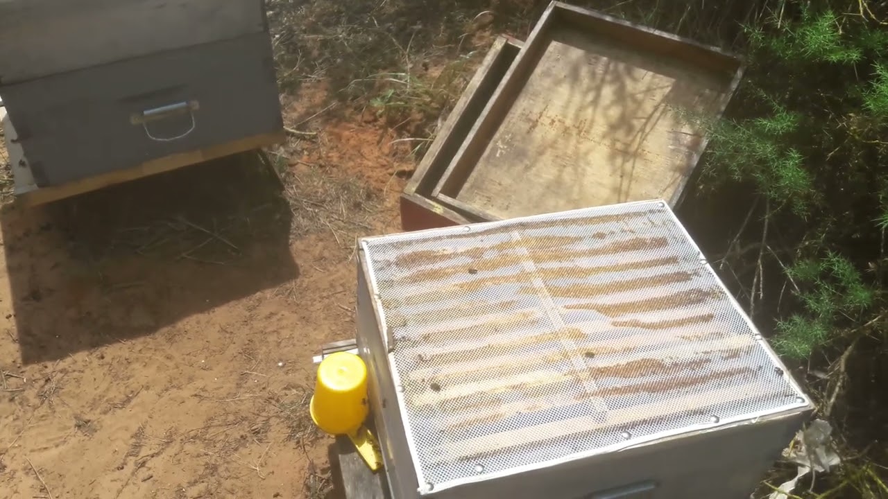 هل نستطيع أنتاج البروبوليس في هدا الوقت propolis