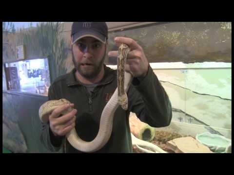 animal bites cable Are Snakes Really Scary?