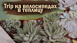 ПОКУПАЮ НОВЫЕ СУККУЛЕНТЫ | ПЕРЕСАДКА | МОЙ ОПЫТ