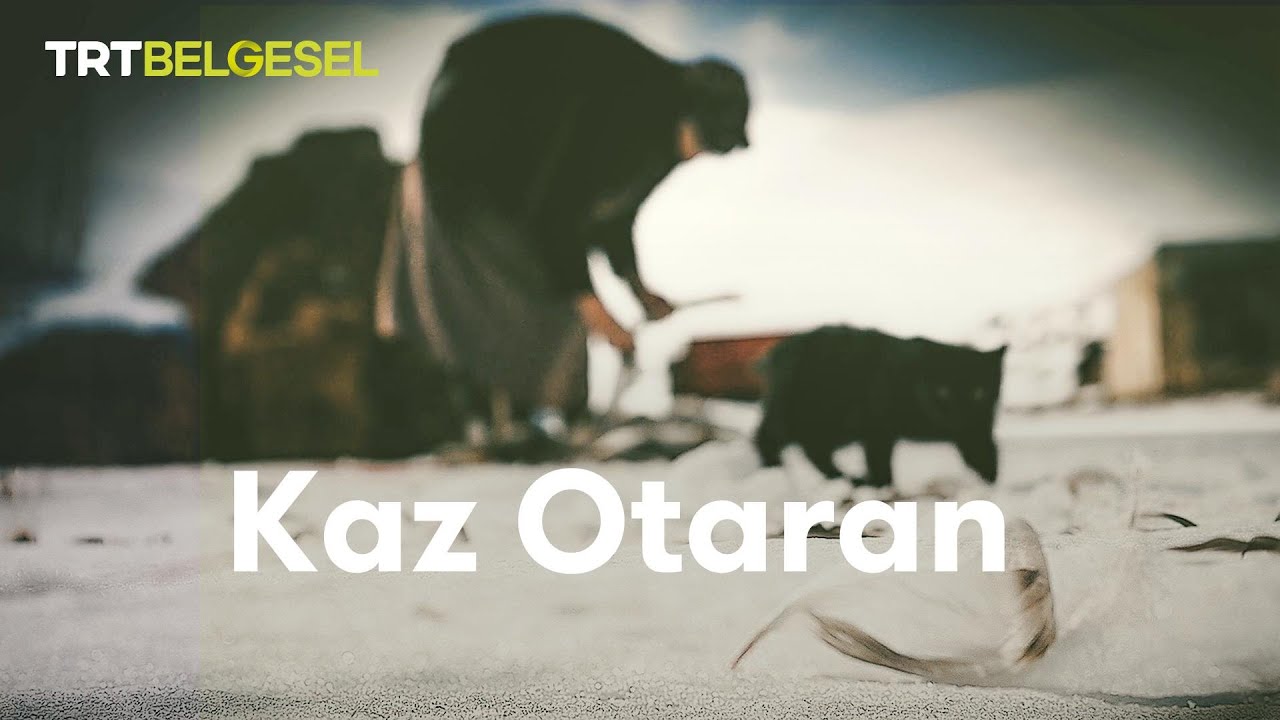 Kaz Otaran Belgeseli