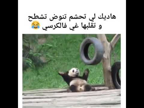 لي تحشم تشطح فالعرس