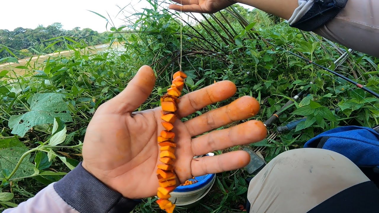 umpan sawit disaat air keruh | ulu jelai pahang #wms-157