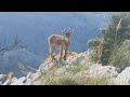 Cabras Montesas 🐐 - Sierra de Mijas - Málaga ⛰🌍