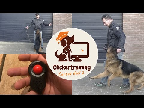 Video: Ask A Dog Trainer: Hoe zorg ik dat mijn hond wordt opgehaald?