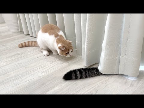 兄のしっぽをおもちゃだと勘違いして突撃して行った猫が大変なことに