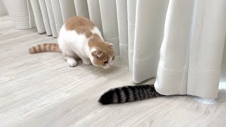 兄のしっぽをおもちゃだと勘違いして突撃して行った猫が大変なことになりました…w