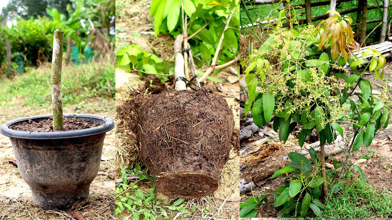 Creative Idea Grafting Mango toothpaste This way the roots grow faster ...