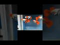 Koi dumbo sb #usa #uk #europe #china #taiwan #brazil #peru #canada #mexico #animals #fish #india