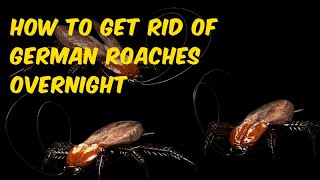 How to Get Rid of German Roaches Overnight Guaranteed? #Cockroaches