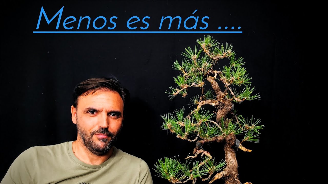 Decisiones acertadas para llegar a la elegancia ...(Pino negro ) El HOOK 