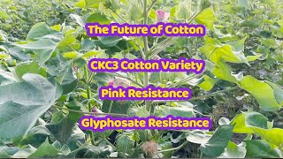 CKC3 cotton variety |Triple Gene Variety  Demonstration | Pink resistance| weeds control #ckc3